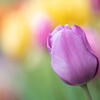 マクロ100mm　優しい光に　F2.8