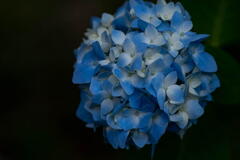 掌(たなごころ)の花、水色の紫陽花･･･