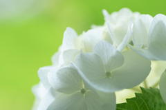 離宮の紫陽花　白色　マクロ　その２