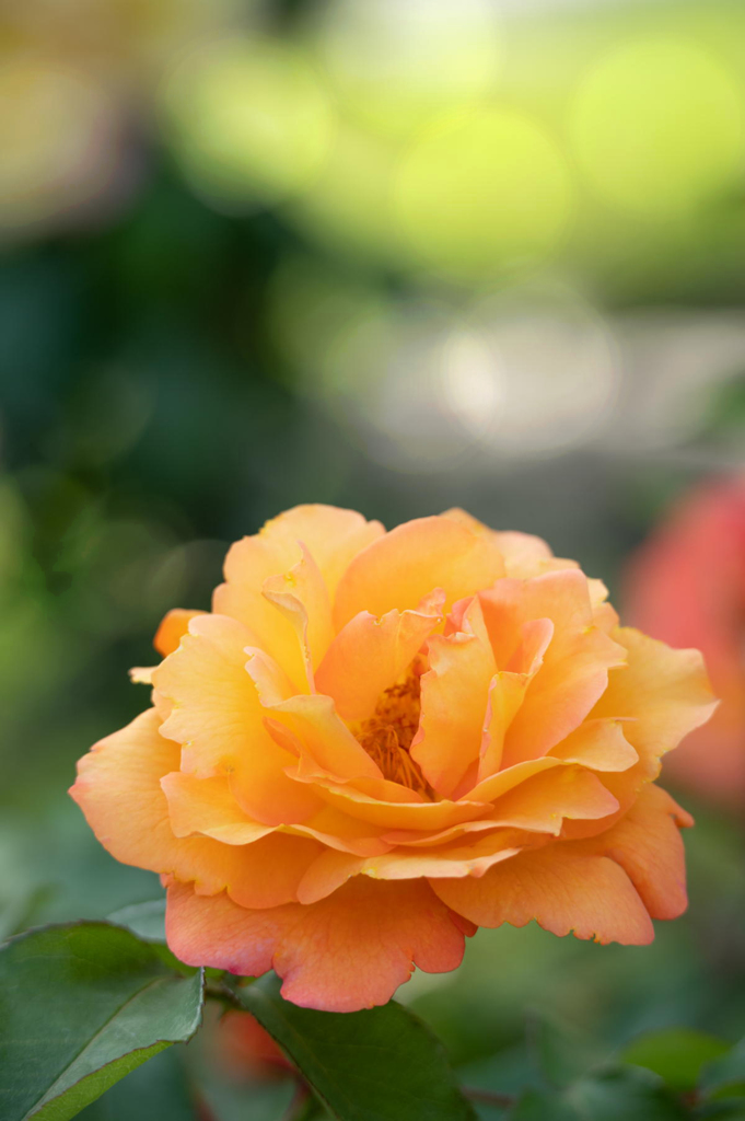 離宮公園の薔薇　その２