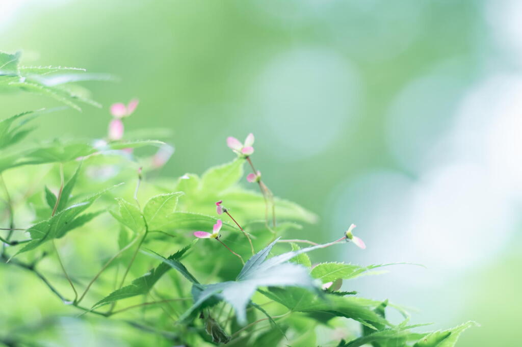 神戸市立森林植物園　色とりどり　その２　モミジの種