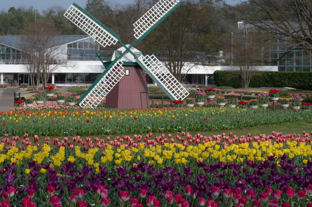 加西市　兵庫県立フラワーセンター