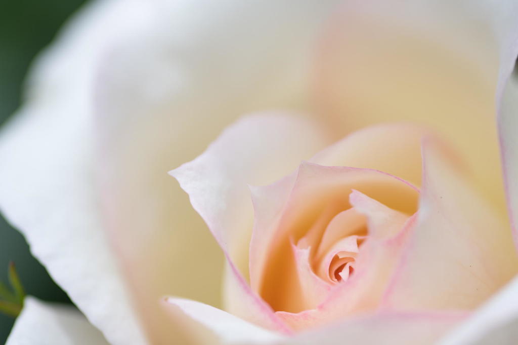 淡いピンクで縁取られた薔薇