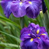 花菖蒲の群像