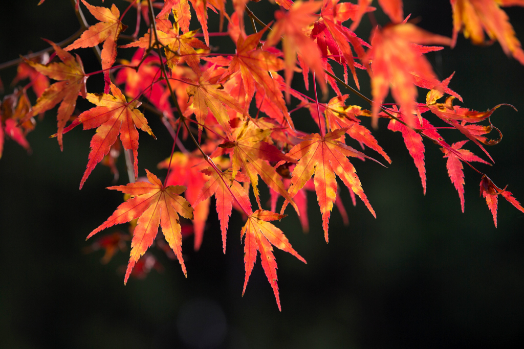 F-11 紅葉-1