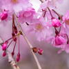 寒緋桜