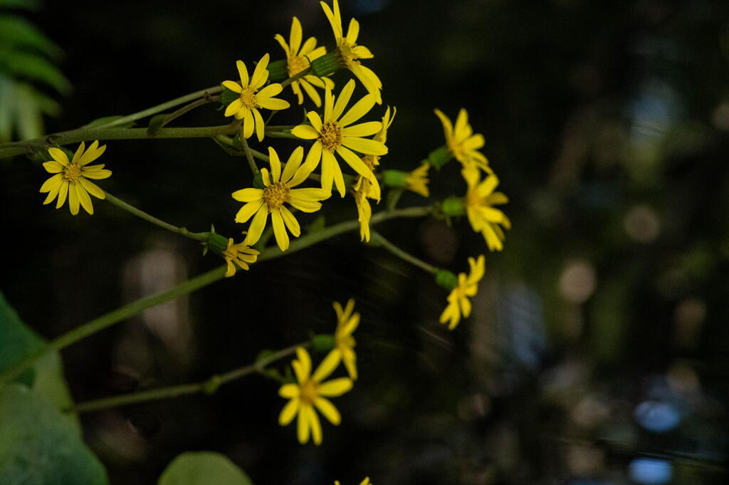 秋深まりて、つわぶきの花･･･