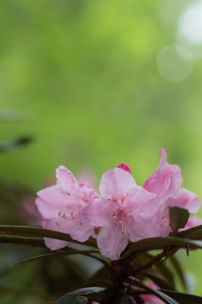 神戸市立森林植物園　色とりどり　その１　シャクナゲ