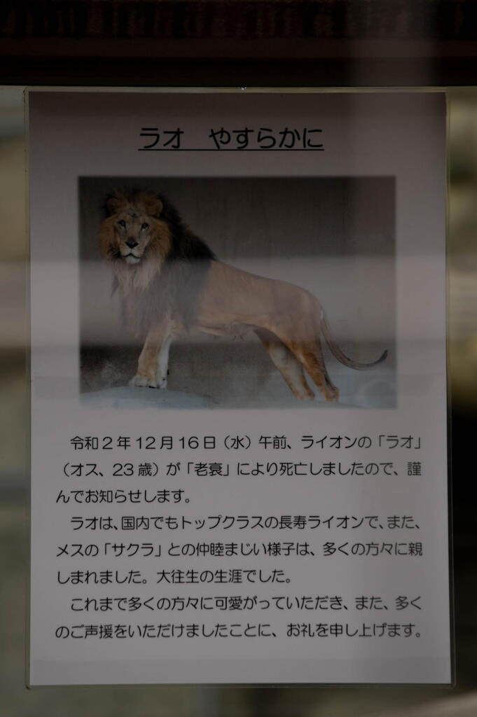 王子動物園　ラオ、安らかに