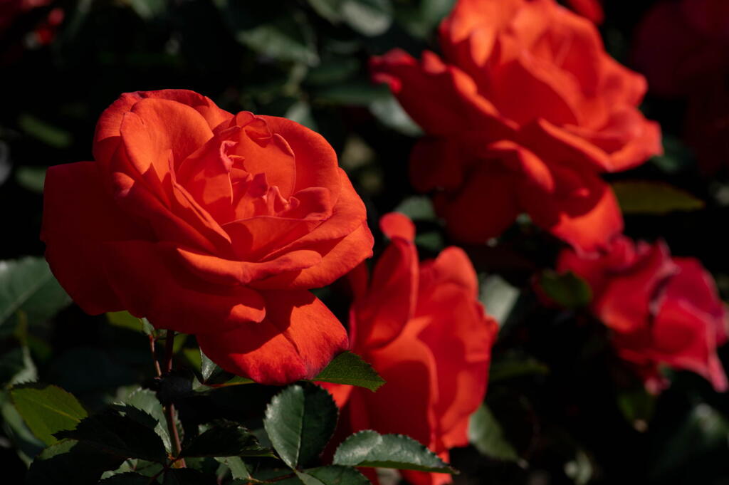 ３ヶ月ぶりの投稿　秋薔薇　赤色の章