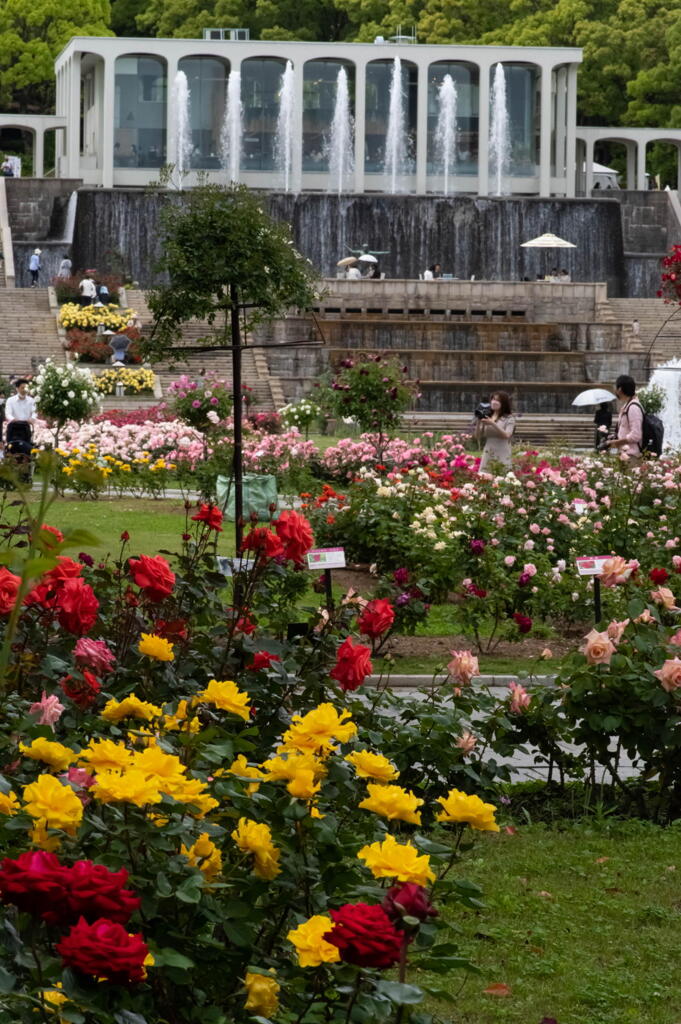 １年前の見直し　２３年の春薔薇　離宮公園－６