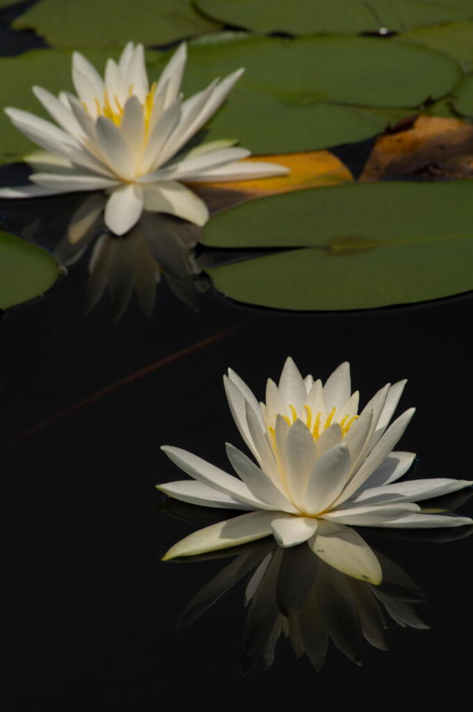 三木山森林公園　蓮池　その２