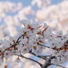 桜咲く、春も盛り