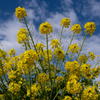 菜の花