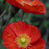 明石海峡公園　深紅のポピー