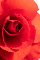 炎暑の花　赤の球根ベゴニア