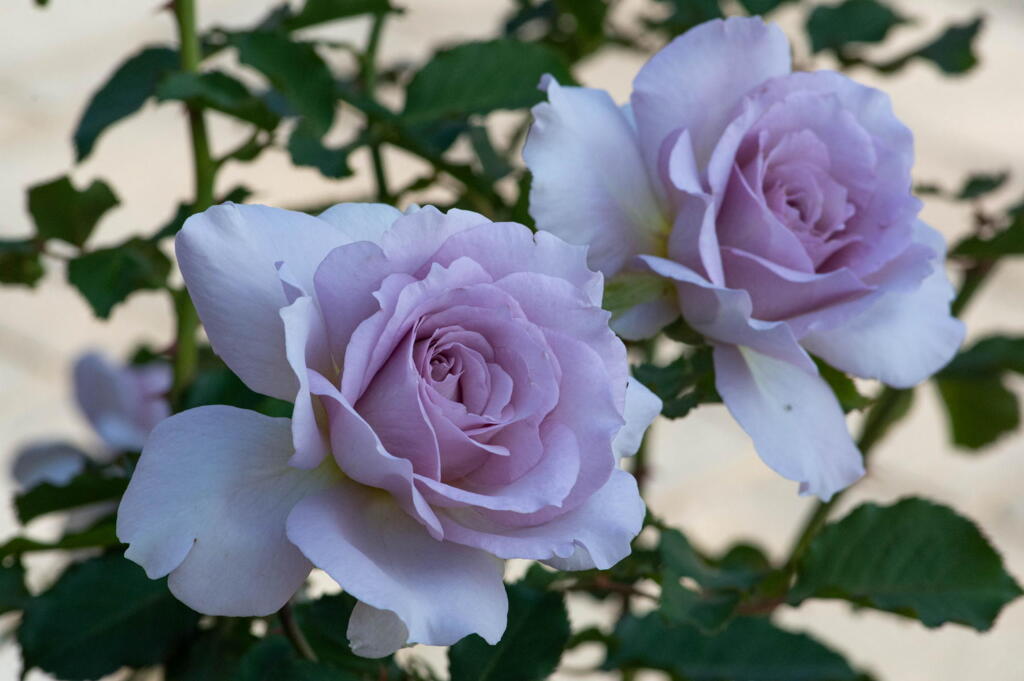 ３ヶ月ぶりの投稿　秋薔薇　紫色の章