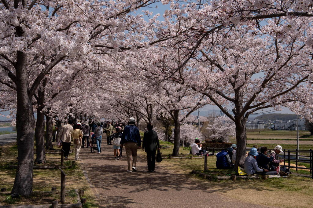 おの桜づつみ回廊　その２