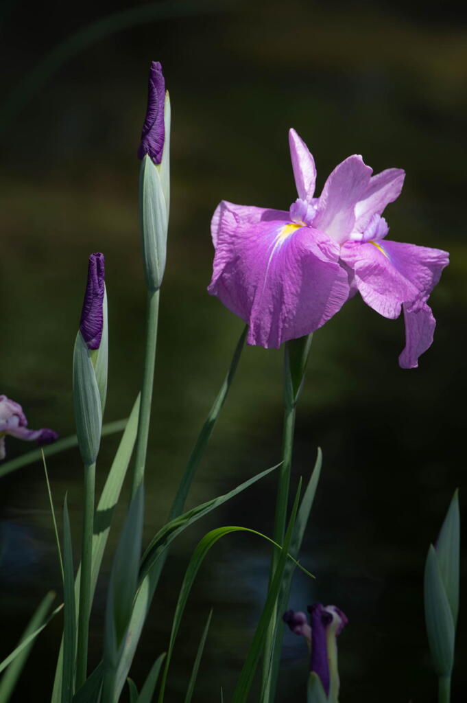 須磨離宮公園　菖蒲ちらほら　その１
