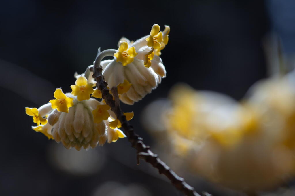 個性的な花　ミツマタ