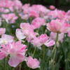 77mm　八重のチューリップ　F5.6
