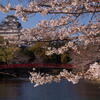 東側の壕からの城と桜