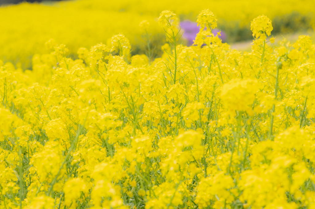 あわじ花さじきの菜の花