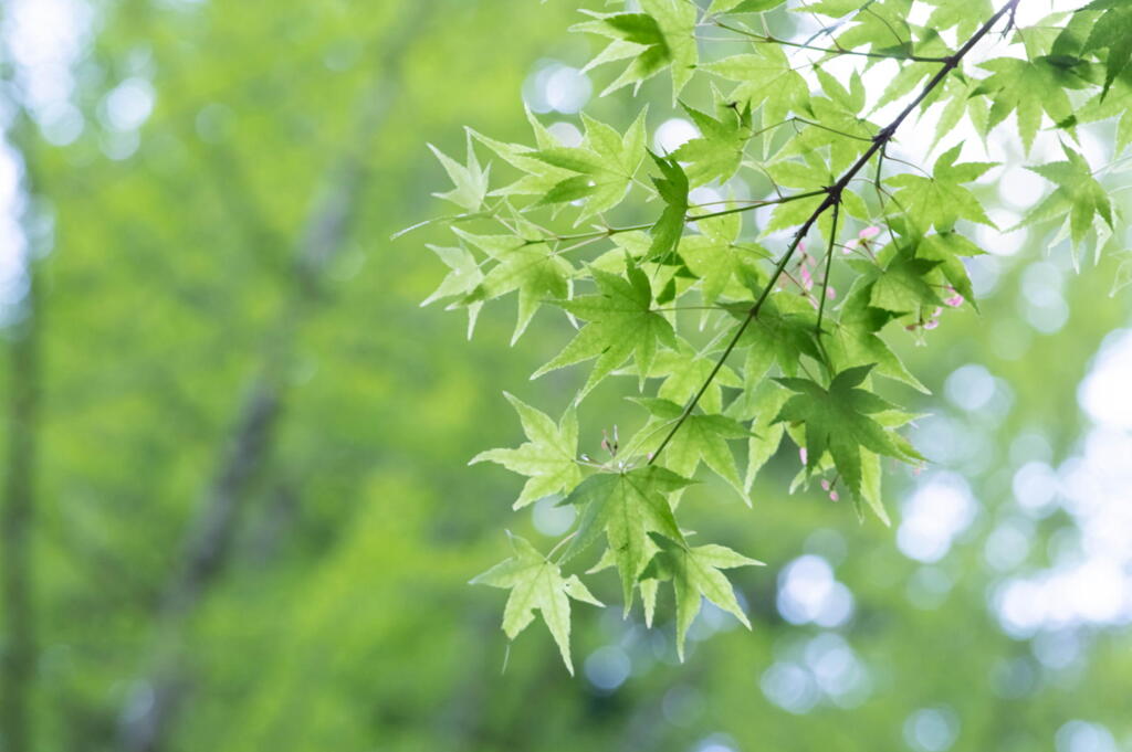 神戸森林植物園　若葉冴えるモミジ　その１