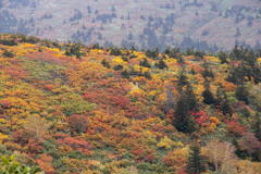 2018 東北の紅葉 八甲田山
