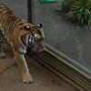 王子動物園　アムールトラ