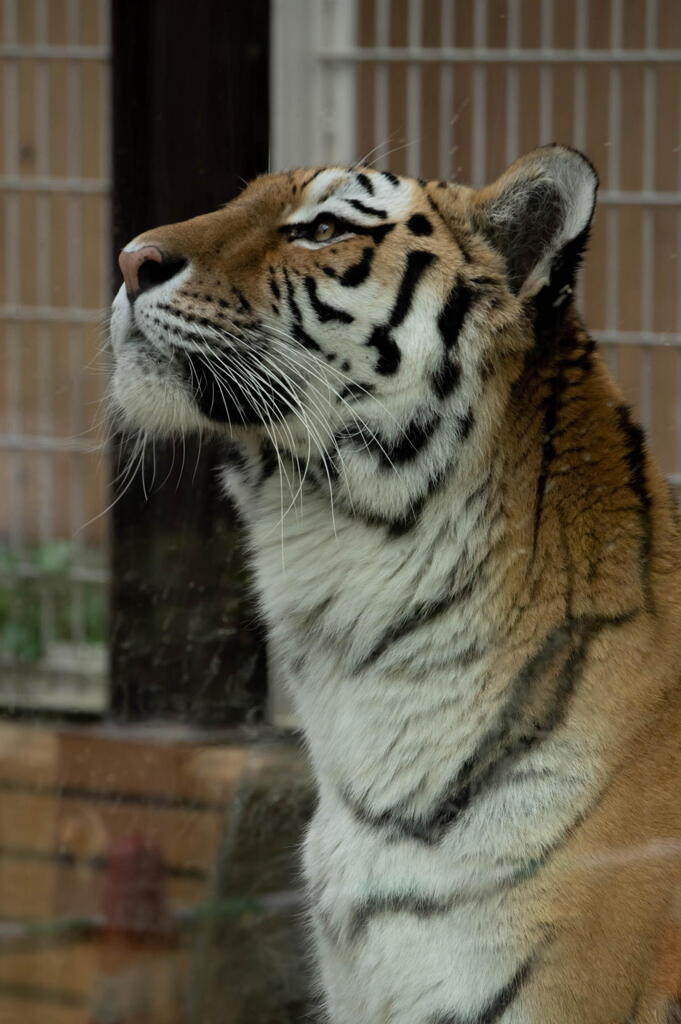 王子動物園　アムールトラ　レーニャ