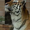 王子動物園　アムールトラ　レーニャ