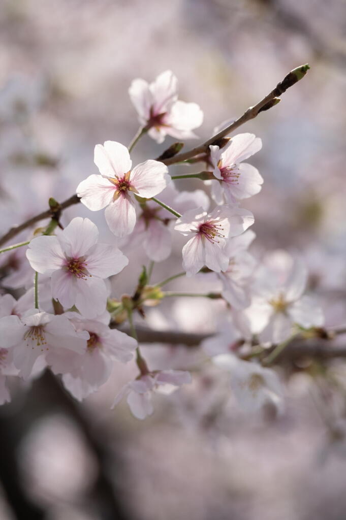 桜咲く　第二章