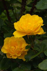 春薔薇 黄色の二輪