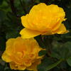 春薔薇 黄色の二輪