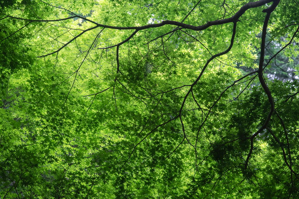 神戸市立森林植物園　若葉三態　その２