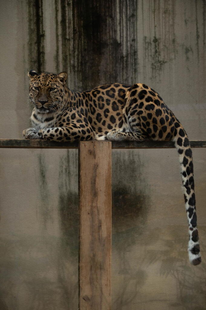 王子動物園　アムールヒョウ