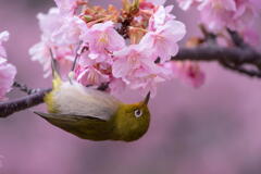 明石海峡公園　河津桜にメジロ舞う　その３