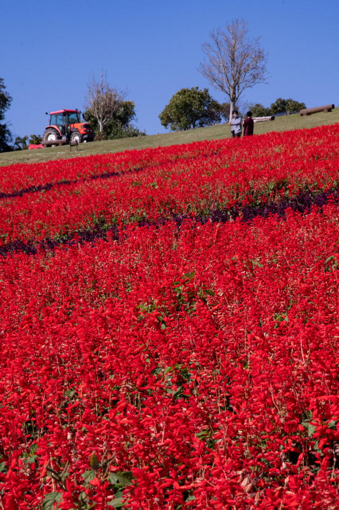 あわじ花さじき　深紅の絨毯