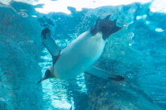旭山動物園　飛ぶペンギン　その６