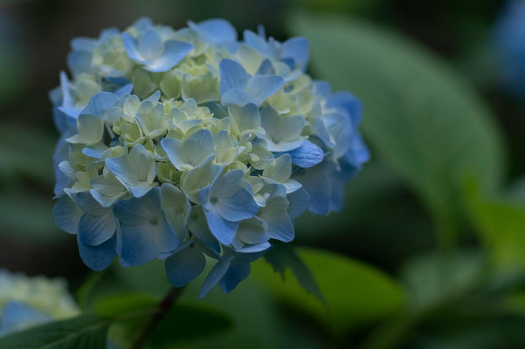 須磨離宮公園　紫陽花咲く