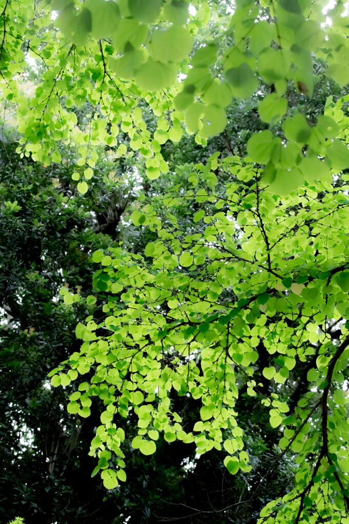 離宮公園　桂の若葉　その２　通常撮影