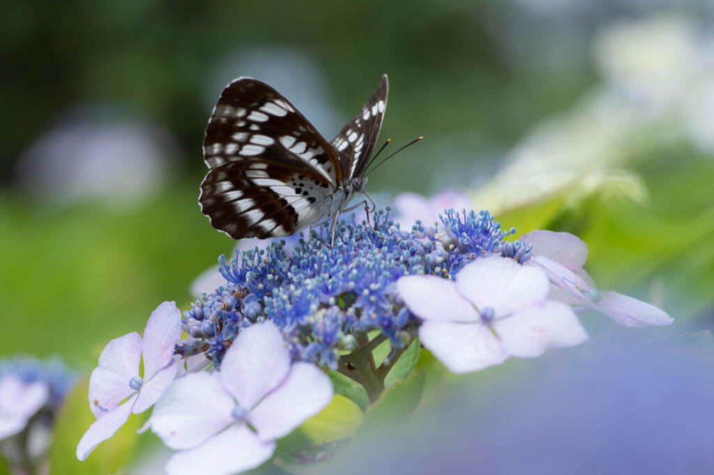 神戸市立森林植物園　紫陽花と蝶
