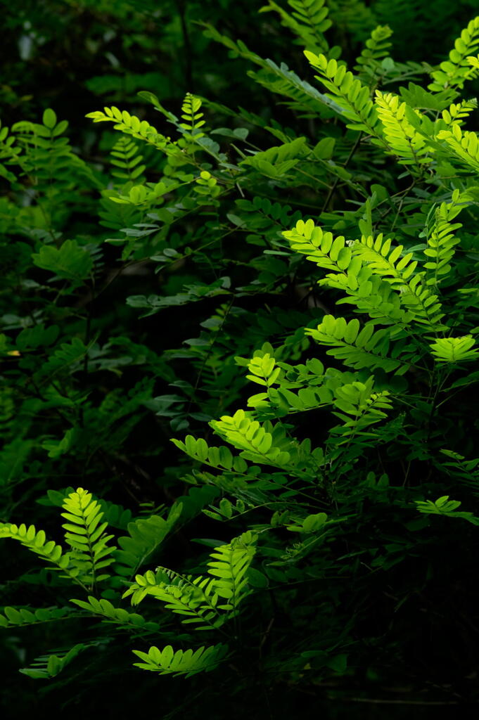 神戸市立森林植物園　光り注ぐ　その３