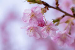 明石海峡公園　河津桜　その３