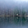 １１月　御射鹿池の湖畔に佇む白鹿