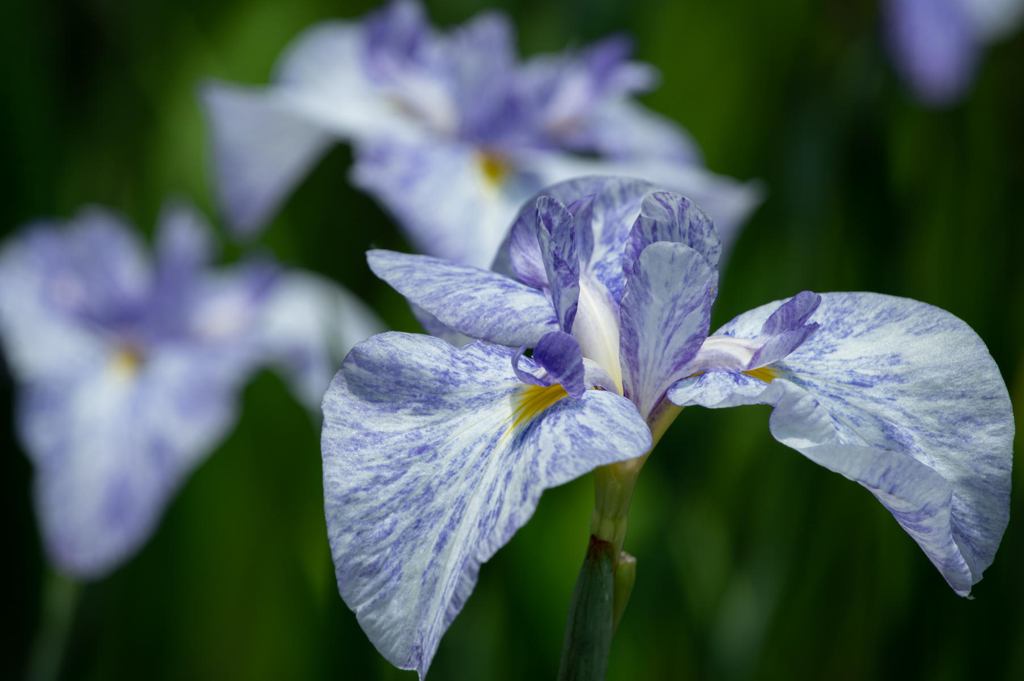 離宮の花菖蒲　定番構図風