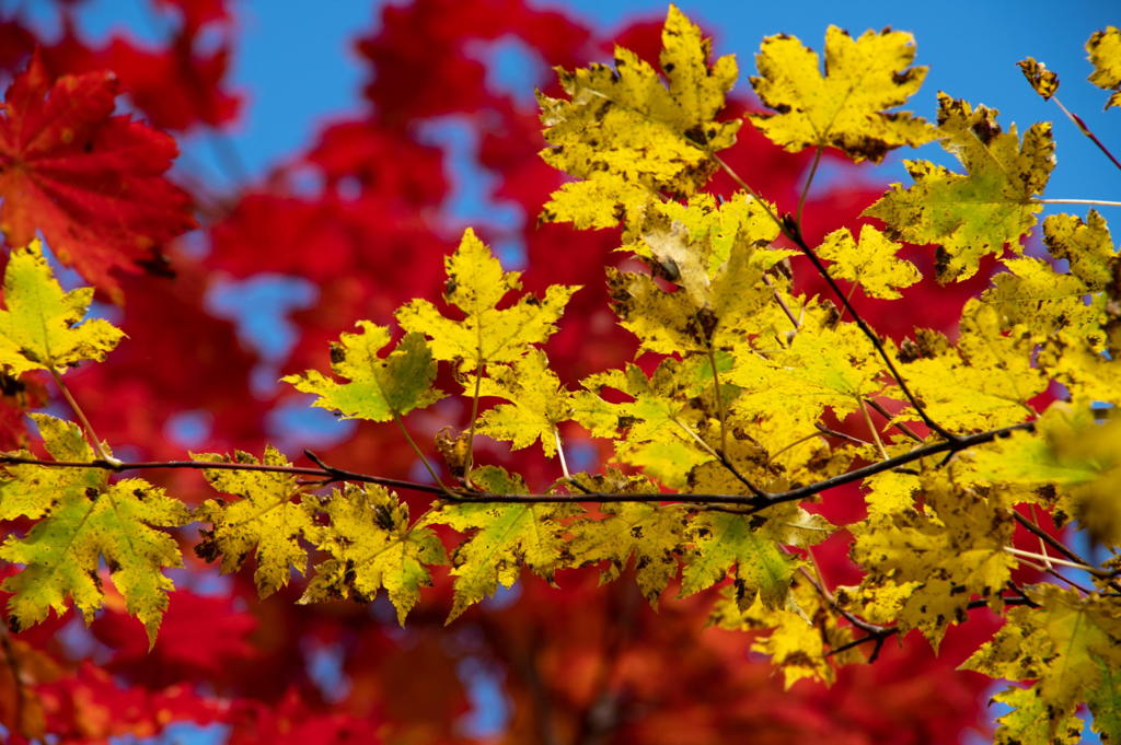 2018 東北の紅葉 八甲田山