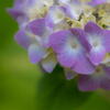 神戸市立森林植物園　紫陽花咲き始め　その３