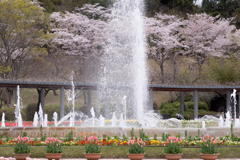 満開の桜と噴水